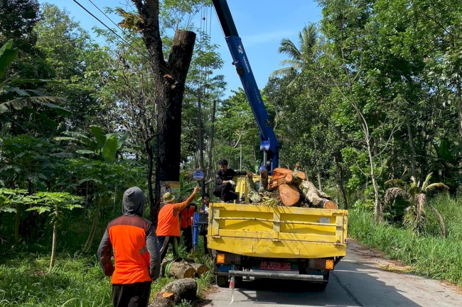 Pemotongan Pohon Kering Ruas Jalan Jiwan - Karangnongko UPTD Jogonalan