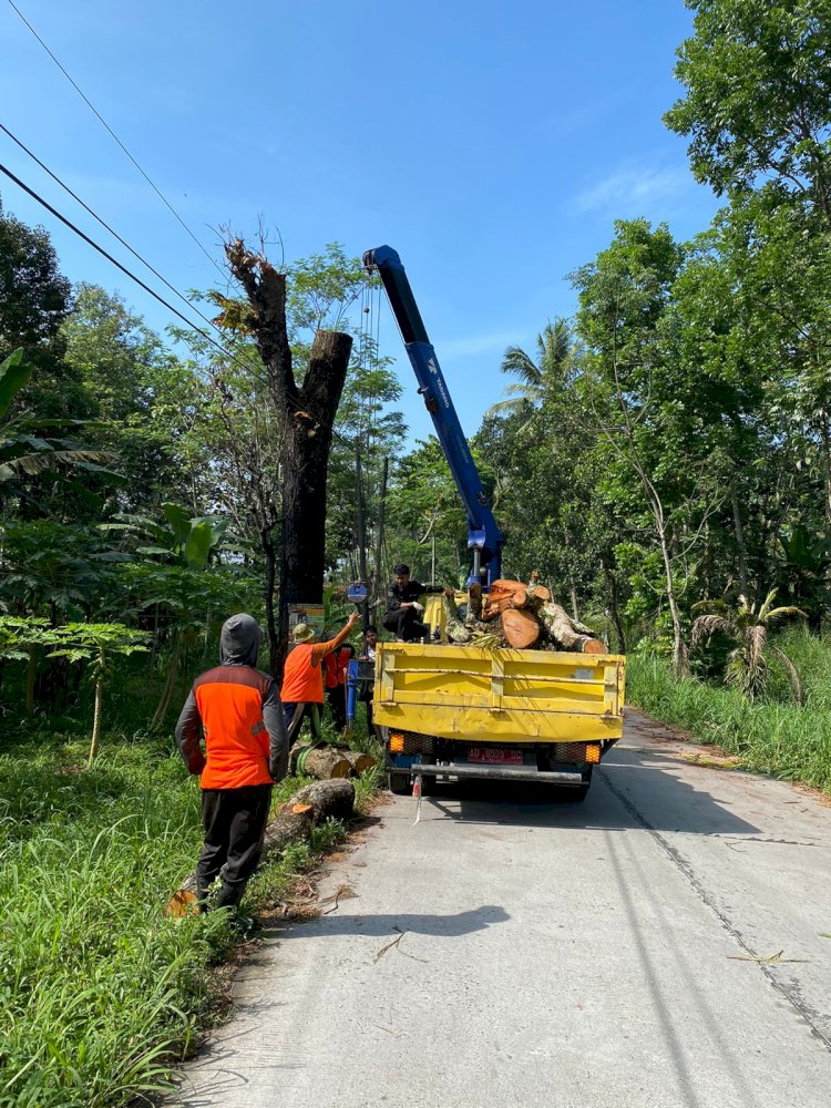 Pemotongan Pohon Kering Ruas Jalan Jiwan - Karangnongko UPTD Jogonalan