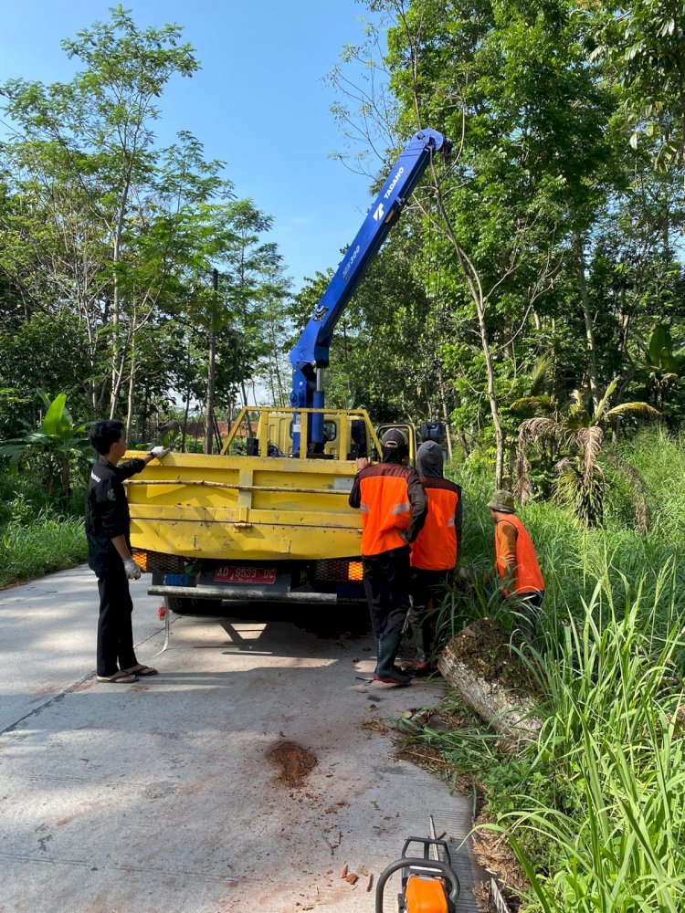 Pemotongan Pohon Kering Ruas Jalan Jiwan - Karangnongko UPTD Jogonalan