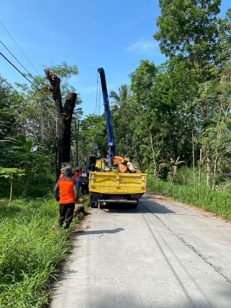 Pemotongan Pohon Kering Ruas Jalan Jiwan - Karangnongko UPTD Jogonalan